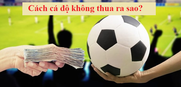 Bảo hiểm ACCA